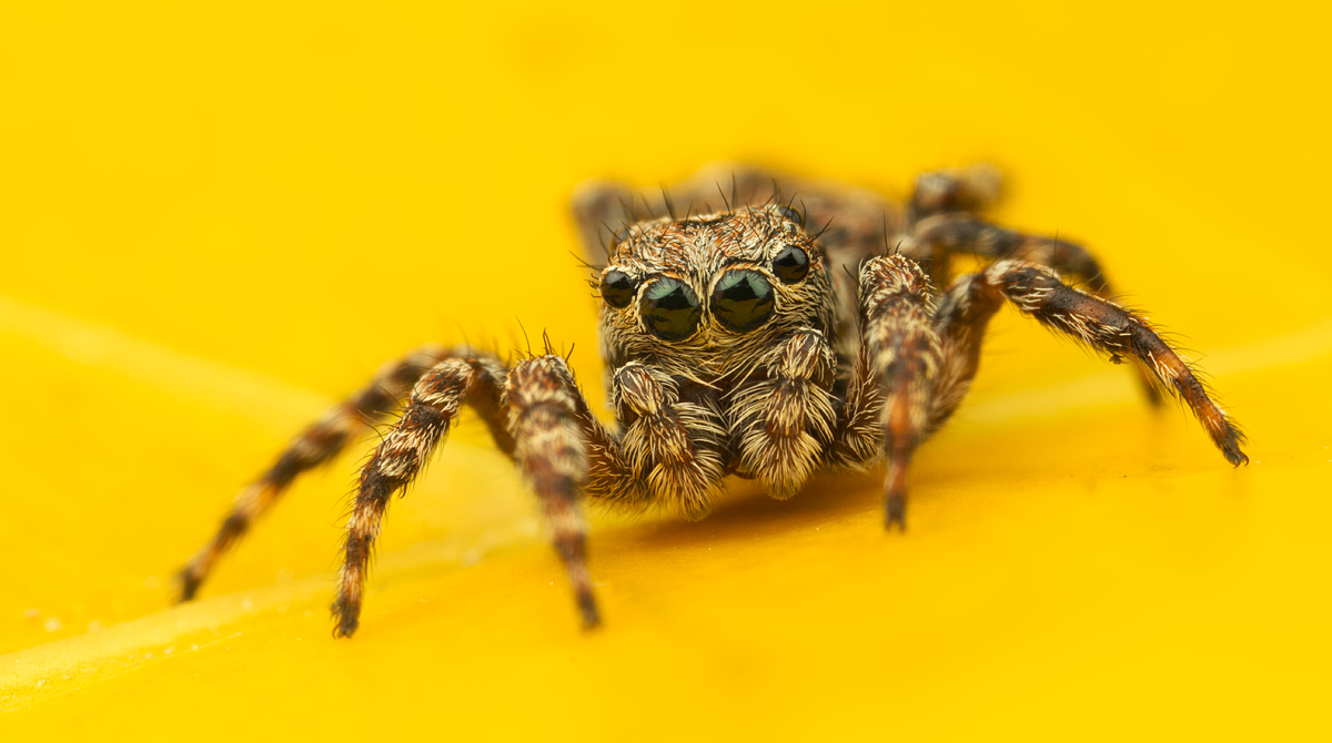 Jumping Spider - Sitticus pubescens 3